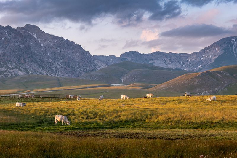 gran sasso, italy, mountains, evening, cow Вечер в горахphoto preview