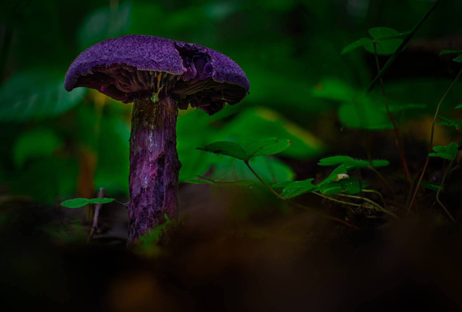 , Кокорин Алексей