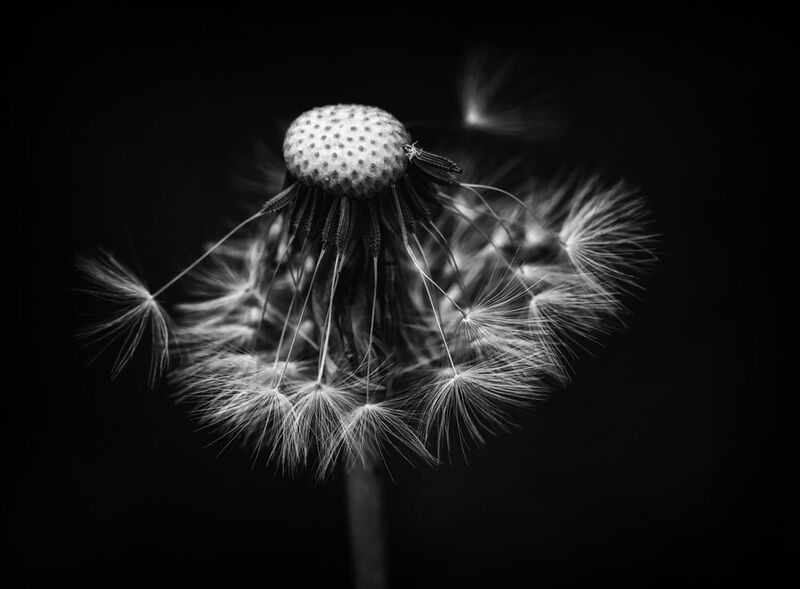 черно белое фото макро Тайна в черно-белом..photo preview