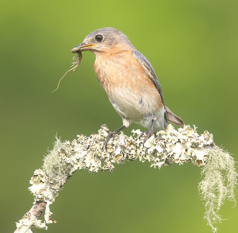 восточная сиалия, eastern bluebird, bluebird Eastern Bluebird catches Lizard cамка, Восточная сиалия поймала ящерицуphoto preview