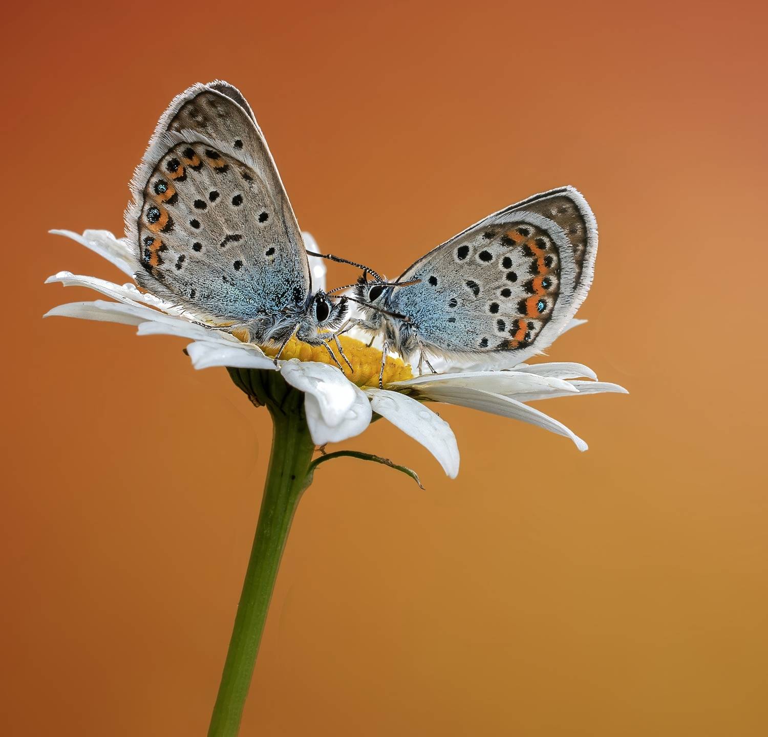 Автор: Людмила Железнова , Людмила Железнова