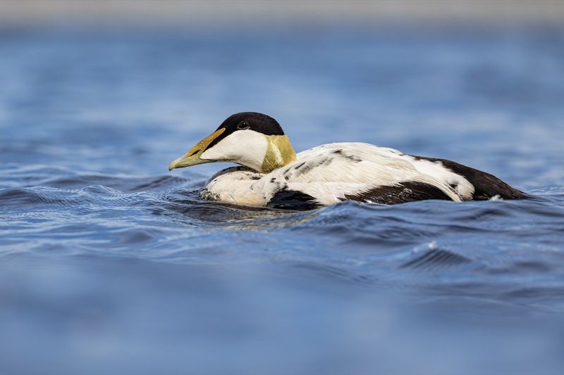 гага, птицы, утка, нева Гагаphoto preview