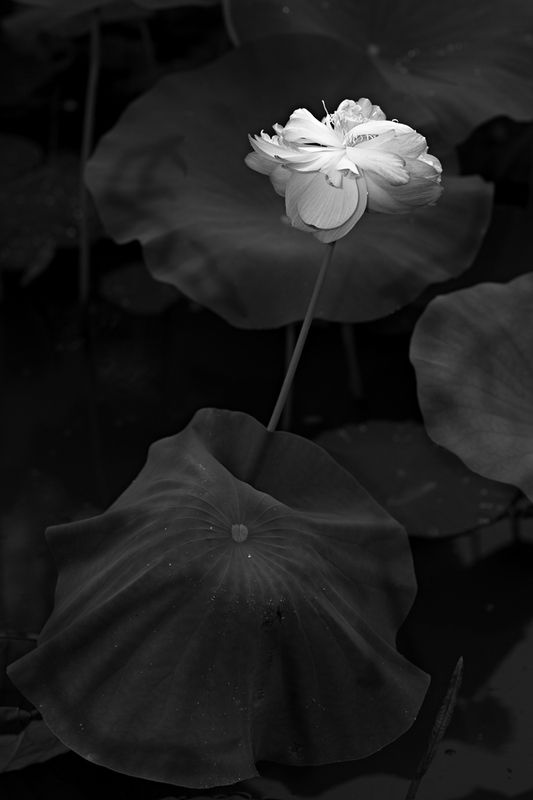Lotus flower summer black and white Summerphoto preview