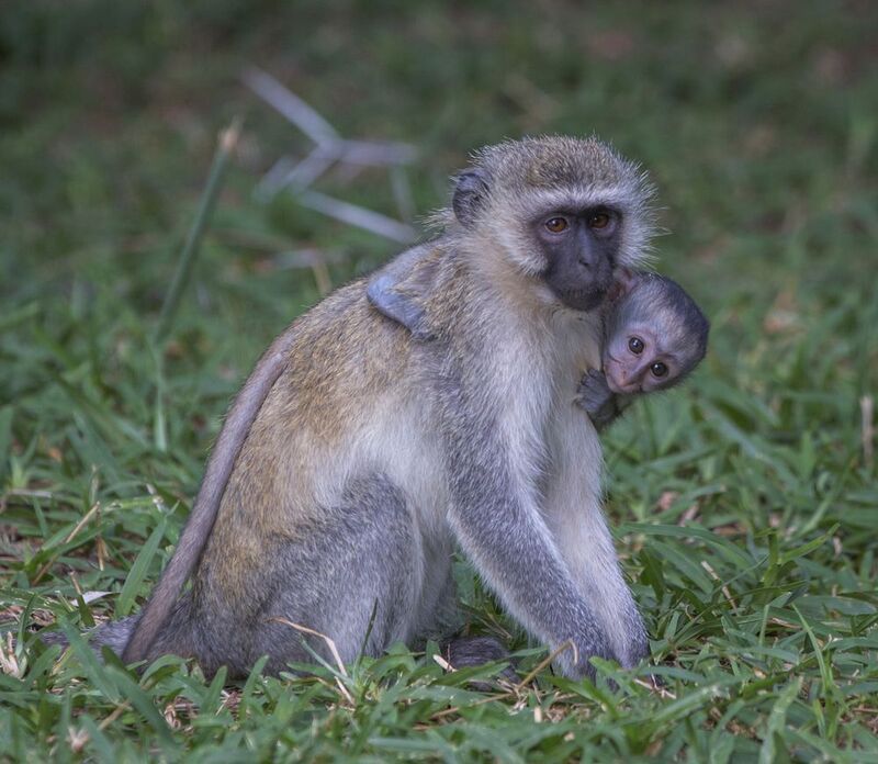 kenya, samburu photo preview