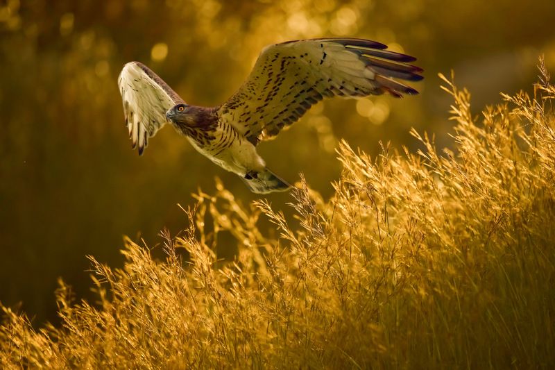 Hunter at Sunset фото превью