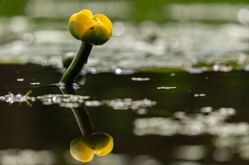 кубышка жёлтая, кубышка, кувшинка, кувшинки, отражение Кубышка жёлтаяphoto preview