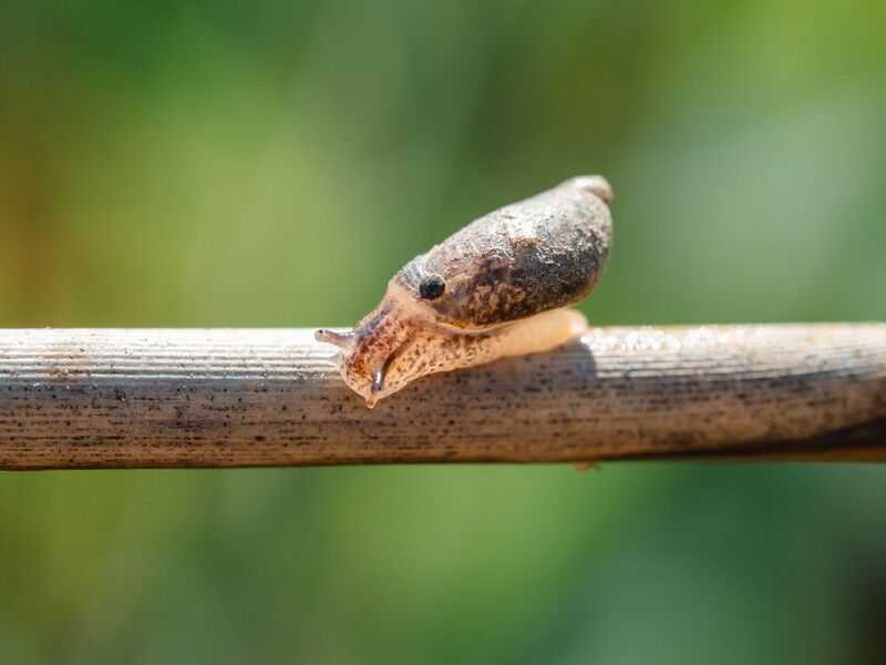 Long wayphoto preview