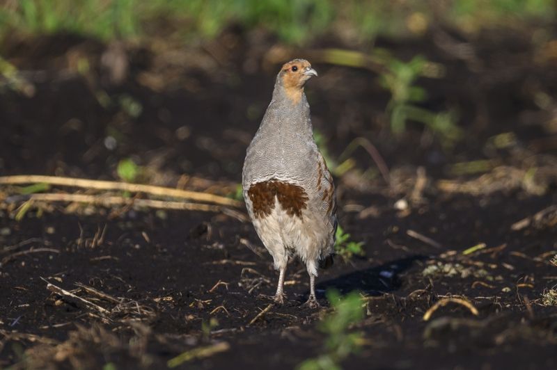 Разборки куропателейphoto preview