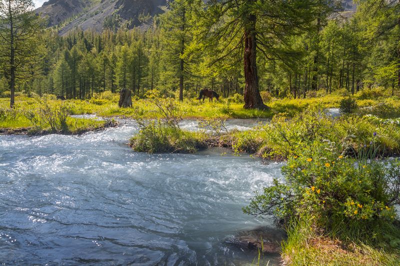 россия, горный алтай, река, лошадь За речкой фото превью