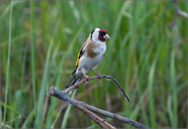москва, июнь, пруд, парк, птица Черноголовый щеголphoto preview