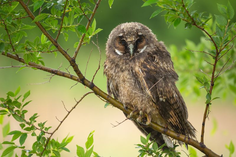 ушастая сова, слеток, совята photo preview