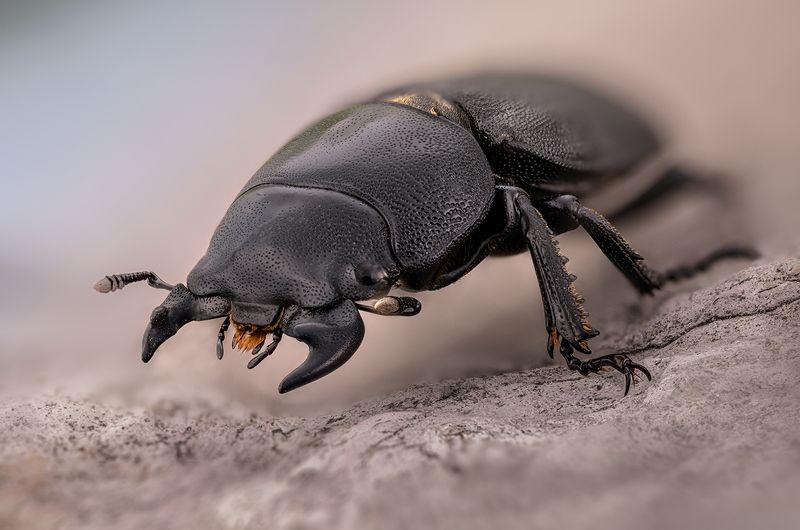 оленёк обыкновенный, lucanidae, dorcus parallelipipedus Оленёк обыкновенныйphoto preview