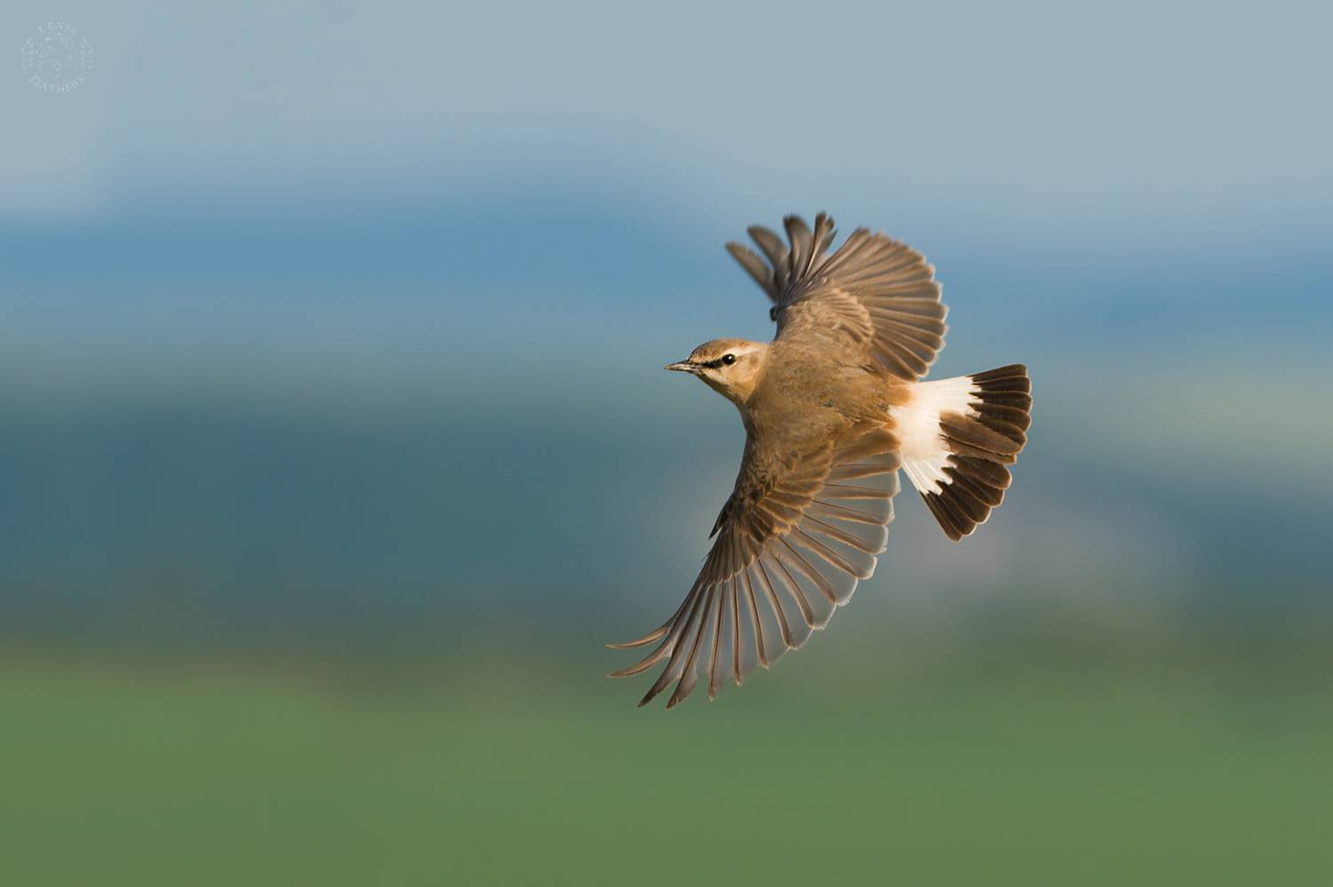 Птица на ветке - Lens and Feathers. Автор: Евгени Стефанов , Евгени Стефанов