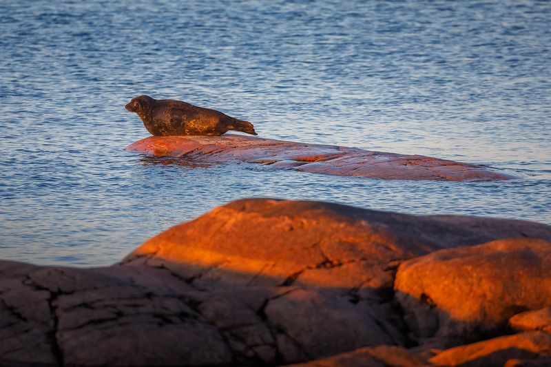 ладожская нерпа, кольчатая нерпа, фотоохота, ладожские шхеры, карелия, ладога, северное приладожье, белые ночи, сортавала, питкяранта, русский север, северная природа, северный пейзаж, пейзажи карелии, фототуры по карелии, фототуры по ладоге, фототур на л Смотреть на солнцеphoto preview