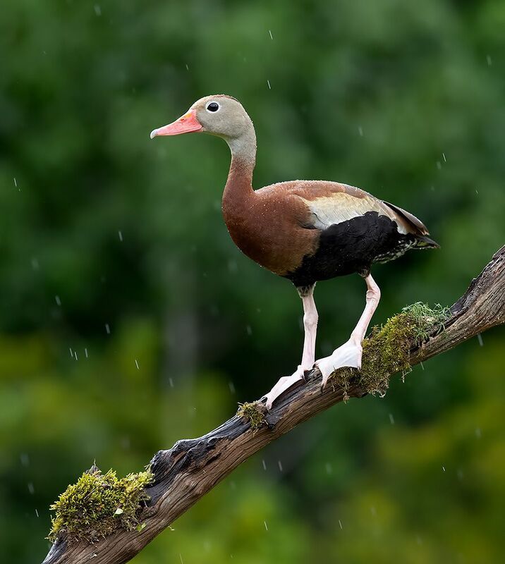 утка, duck, black-bellied whistling duck Black-Bellied Whistling Duck - Чернобрюхая свистящая уткаphoto preview