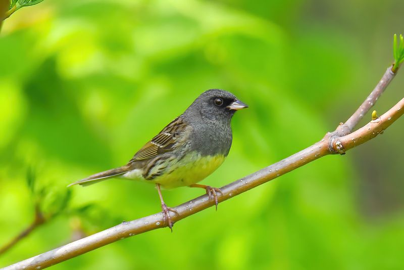 Седоголовая овсянкаphoto preview