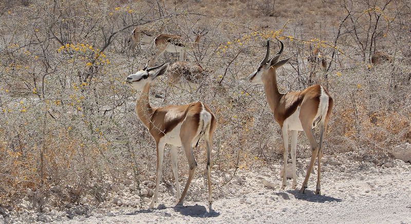 Антилопки спрингбокphoto preview