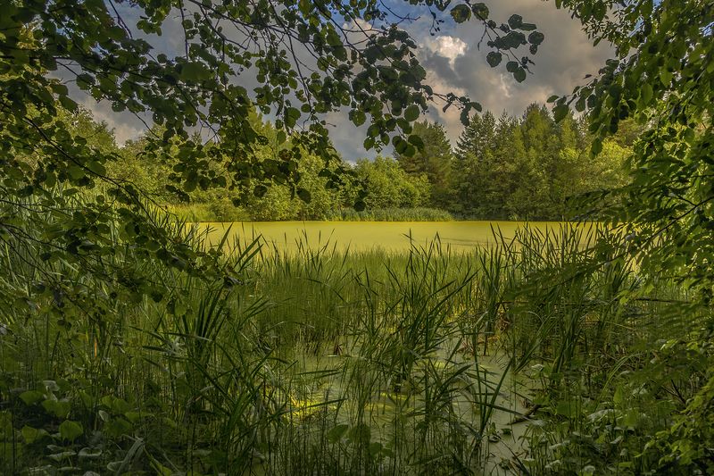 пруд, озеро, зелень, ряска, лес. Лесное озеро. фото превью