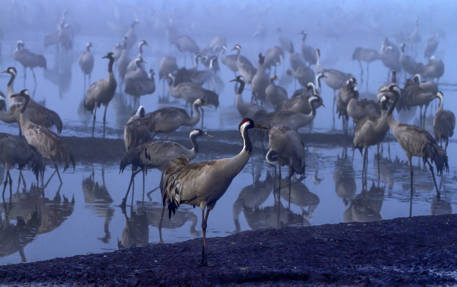 израиль,заповедник хула, Валентина Булкина