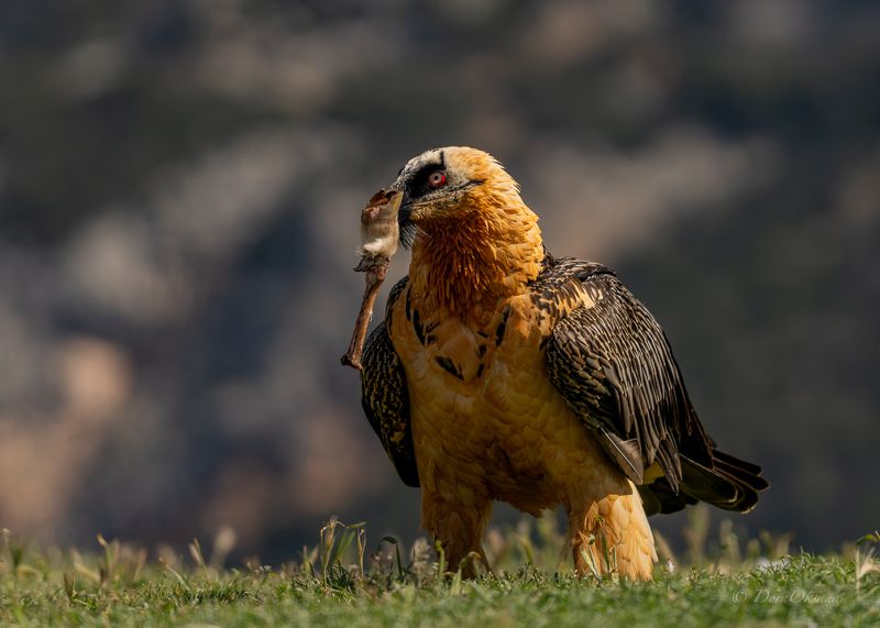 lammergeier, bearded, vulture, бородач-ягнятник, бородатый, стервятник, birds, of, prey, raptors, predators, хищники, дикие, животные Визит Бородача. Lammergeier\'s visit.photo preview