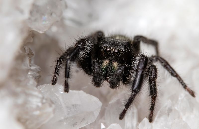 макрофото, макрофотографии, фотомакро, насекомые, макромир, макрофотограф, макроаддикт, макро_мир, naturelovers, naturelover, naturephotography, macrolove, macro_love, biodiversity, macrophotography, macro, macronature, entomology, arthropods, arthropod,  crystal spider фото превью