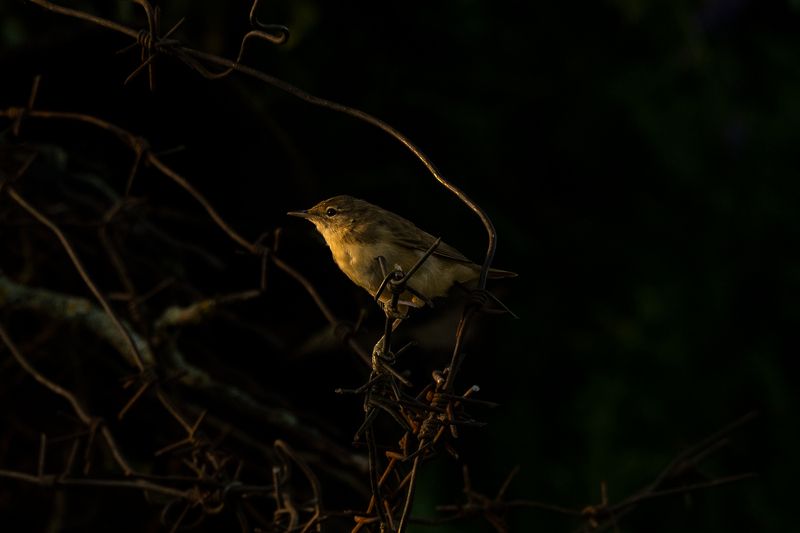 Серая славкаphoto preview