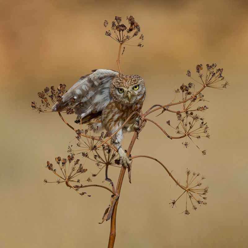 Little owl  фото превью