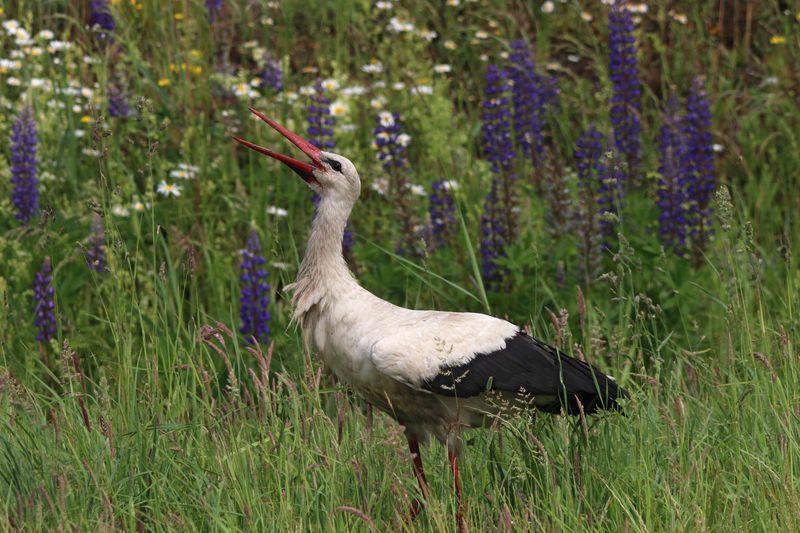 белый аист, аист, ciconia ciconia, white stork, stork Хорошо летом!photo preview