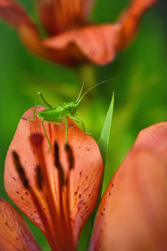 Зелено-красный антагонизмphoto preview