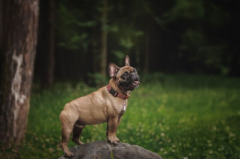 Нильсphoto preview