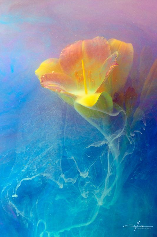 Yellow Daylily in the Mistphoto preview