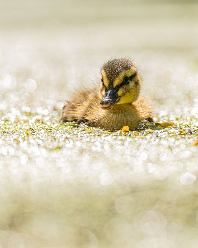 кряква, утенок, птицы photo preview