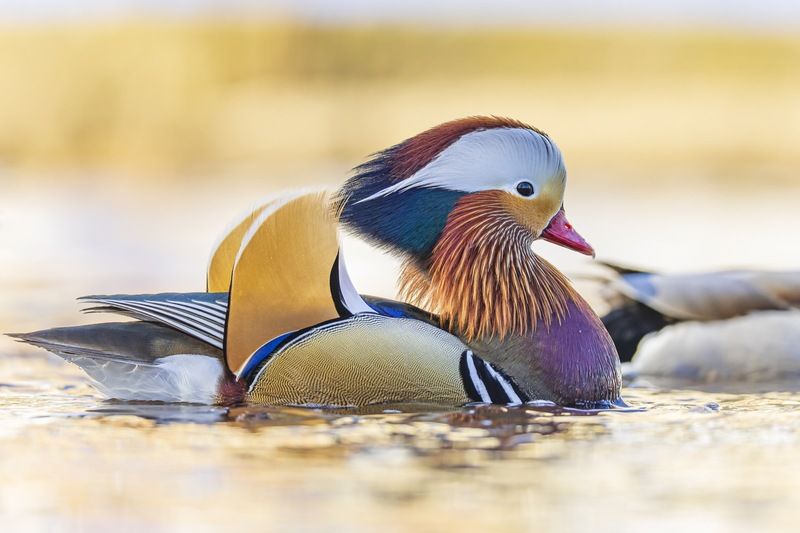 утка, мандаринка, птицы Мандаринкаphoto preview