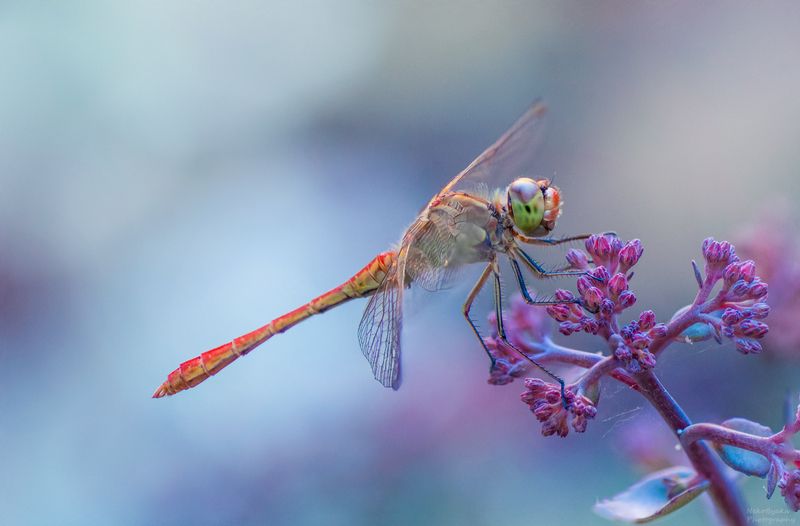 макро, природа, насекомые, стрекоза, macro, nature, insects, dragonfly, Пастельное утроphoto preview