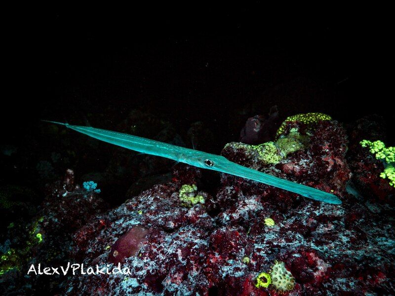 Shinkansen (新幹線)photo preview