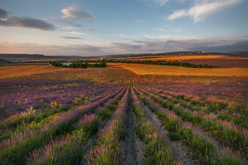 крым, лаванда, пейзаж, крымскийпейзаж, crimea, landscape, тургеневка, агрофирма тургеневская В полях лавандыphoto preview