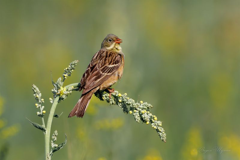овсянка Садовая овсянкаphoto preview