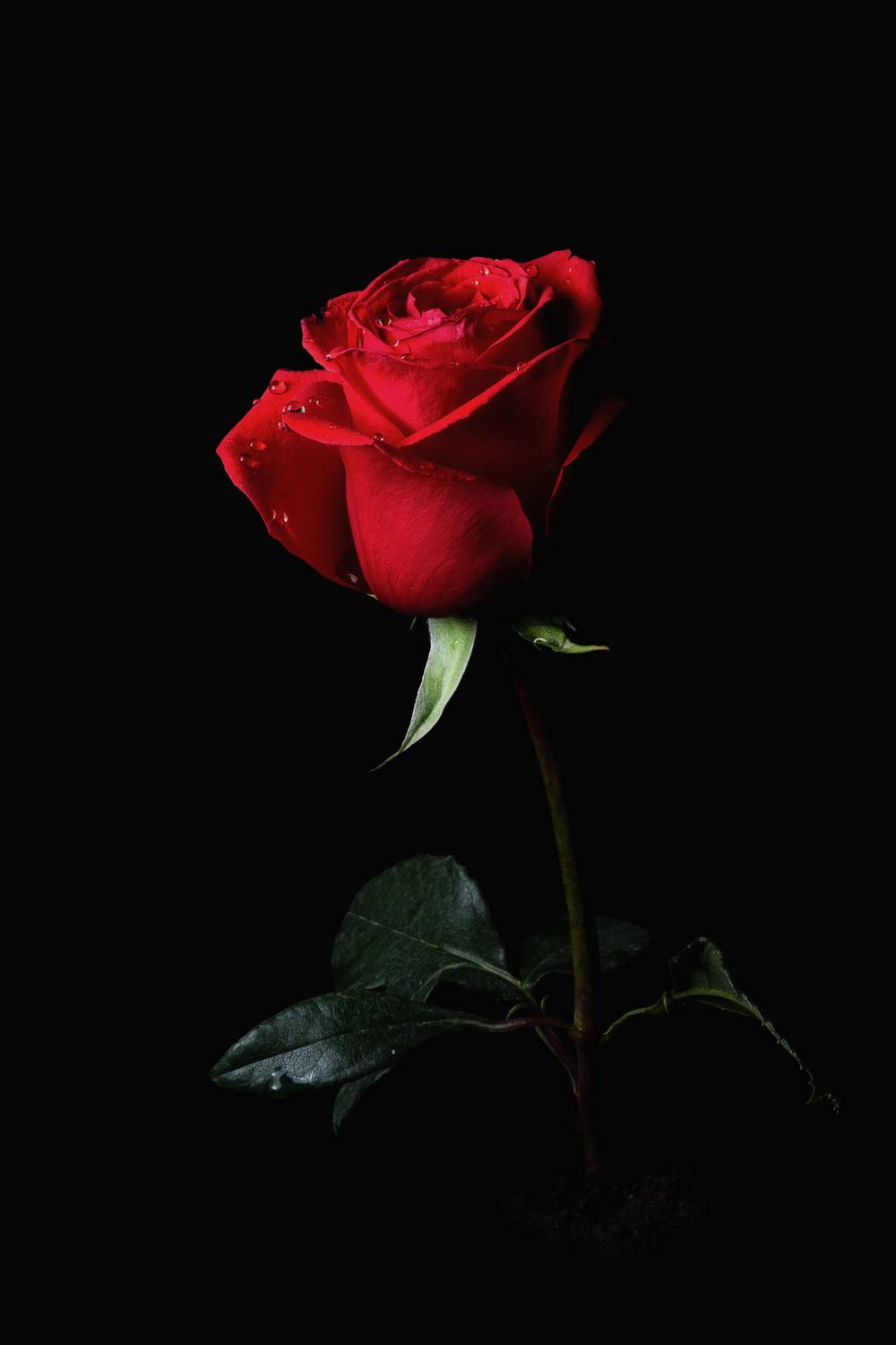 Роза. Автор: Alexander Eliseev , Alexander Eliseev