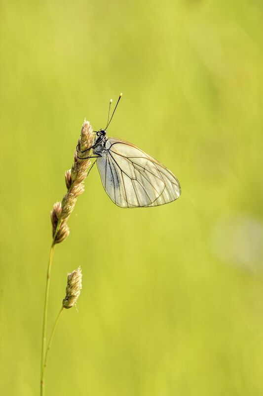 Овощна пеперудаphoto preview