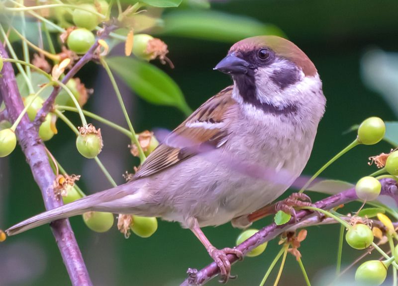 Важная персона.photo preview