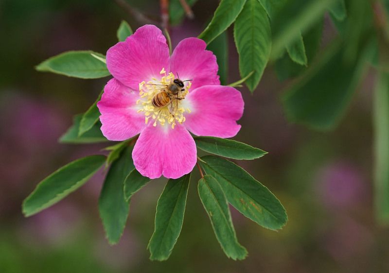 Пчела, цветок, шиповник Пчелаphoto preview