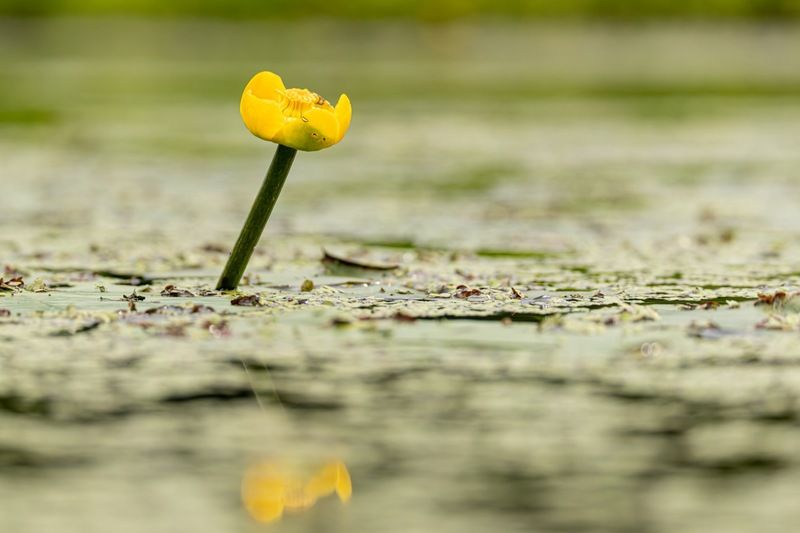 кубышка жёлтая, кубышка, кувшинка, кувшинки, отражение Кубышкаphoto preview