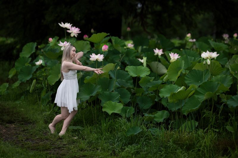 lotus, lotus flowers, lotus leaves, summer Summerphoto preview