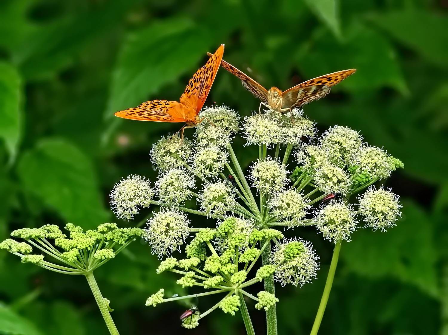 , Кузнецов Дмитрий