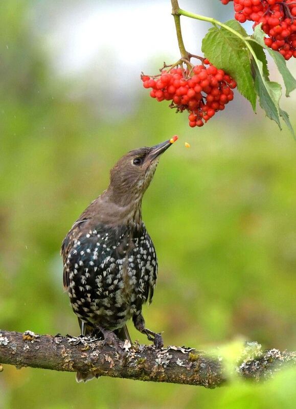 Витамины нужны всем!photo preview