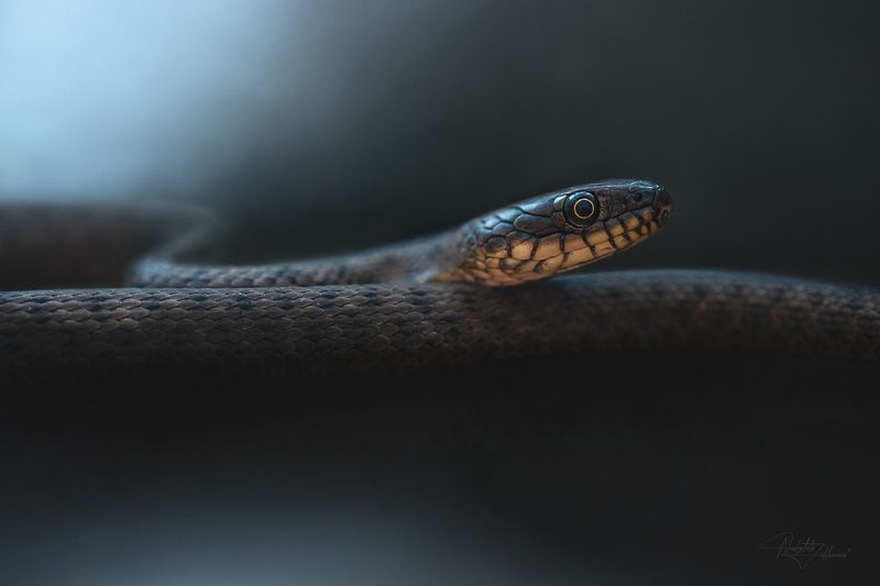 пресмыкающиеся, змеи, не ядовитые змеи, уж, ужи, водяной уж, лето, лето2025 Змейка ♡photo preview