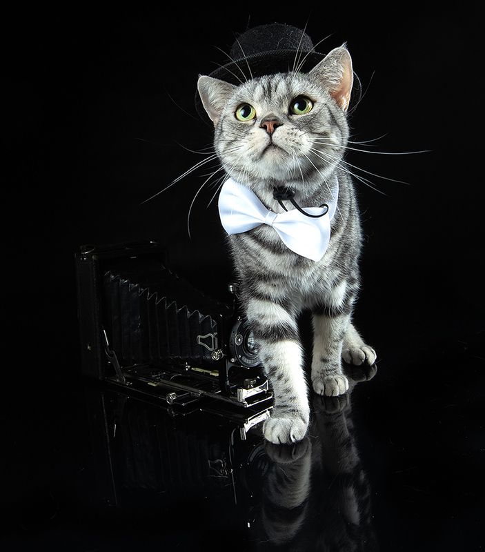 сat, кошка, животные, кошки,американский короткошерстный кот, american shorthair cat, фотограф С Днем Фотографа! Маркизphoto preview