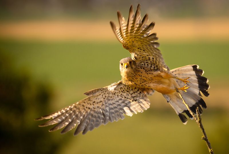 Пустельгаphoto preview