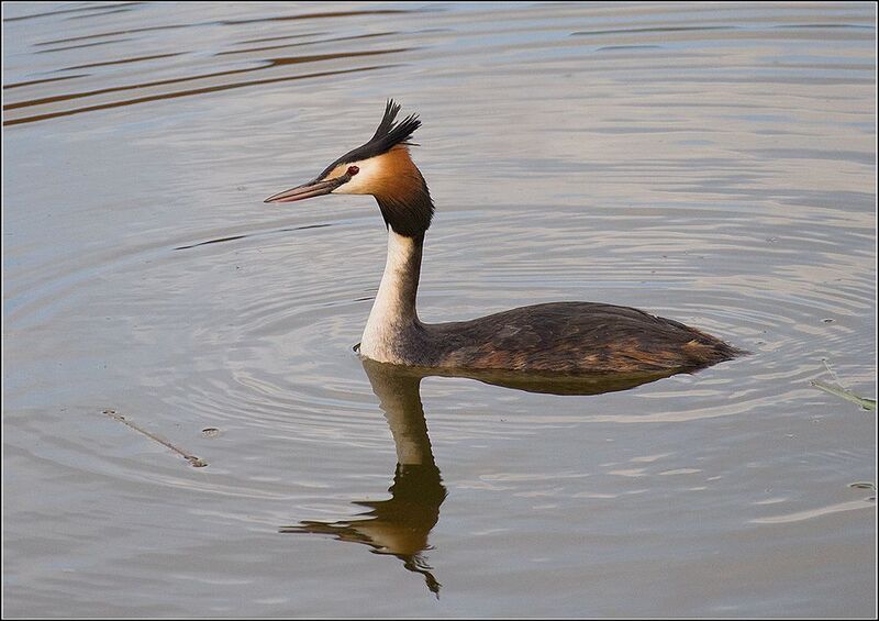 москва, парк, птица Чомгаphoto preview