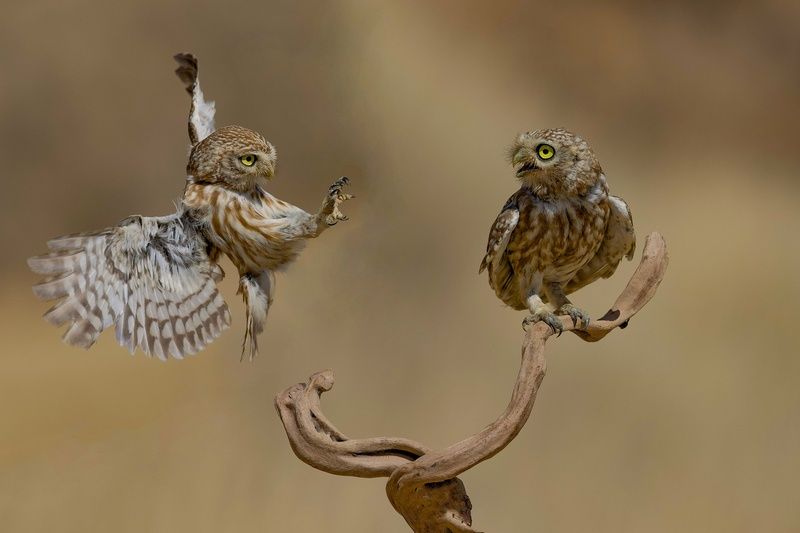 Little owls  фото превью
